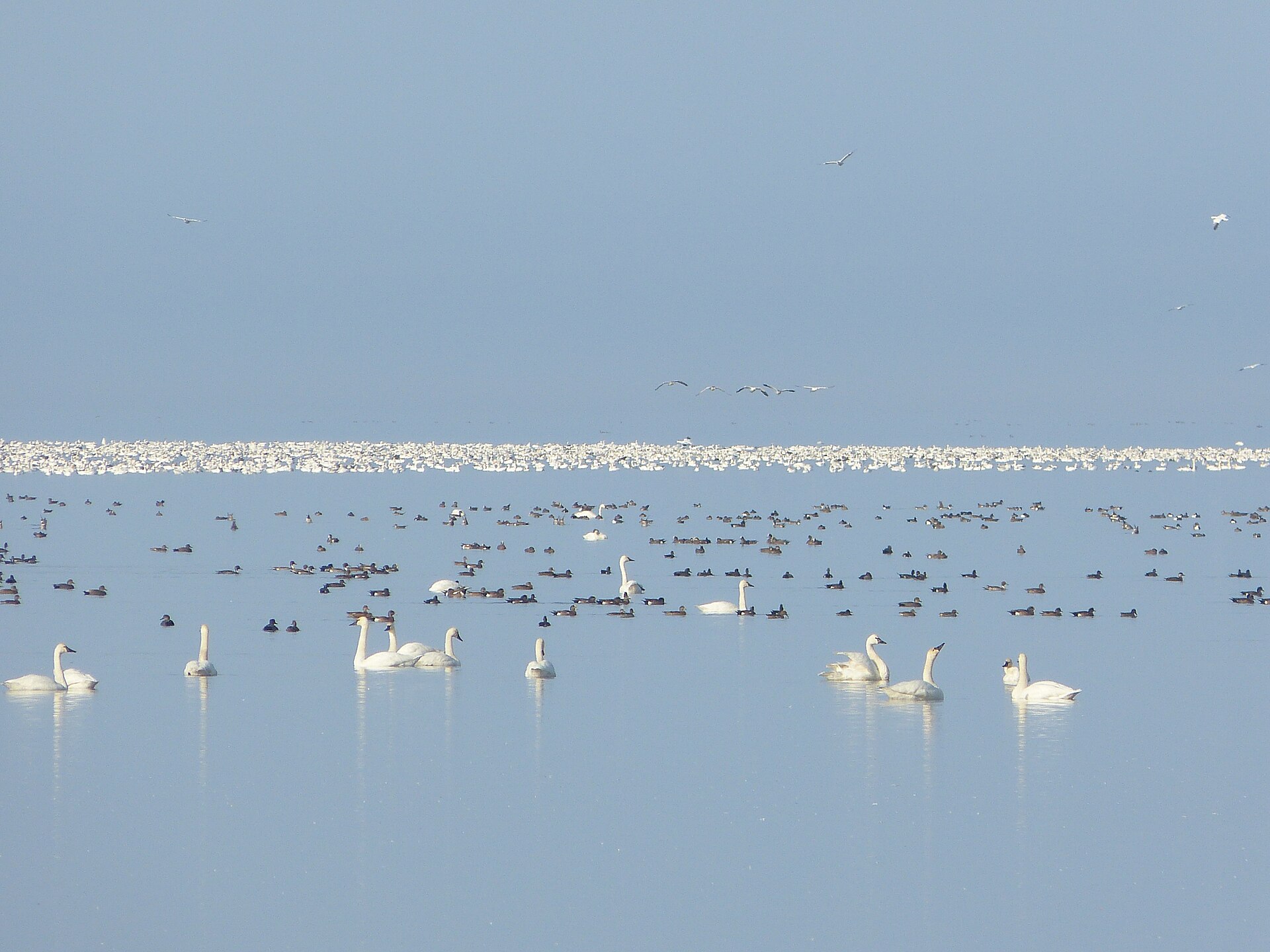 Waterfowl rafting on Lake Mattamuskeet
