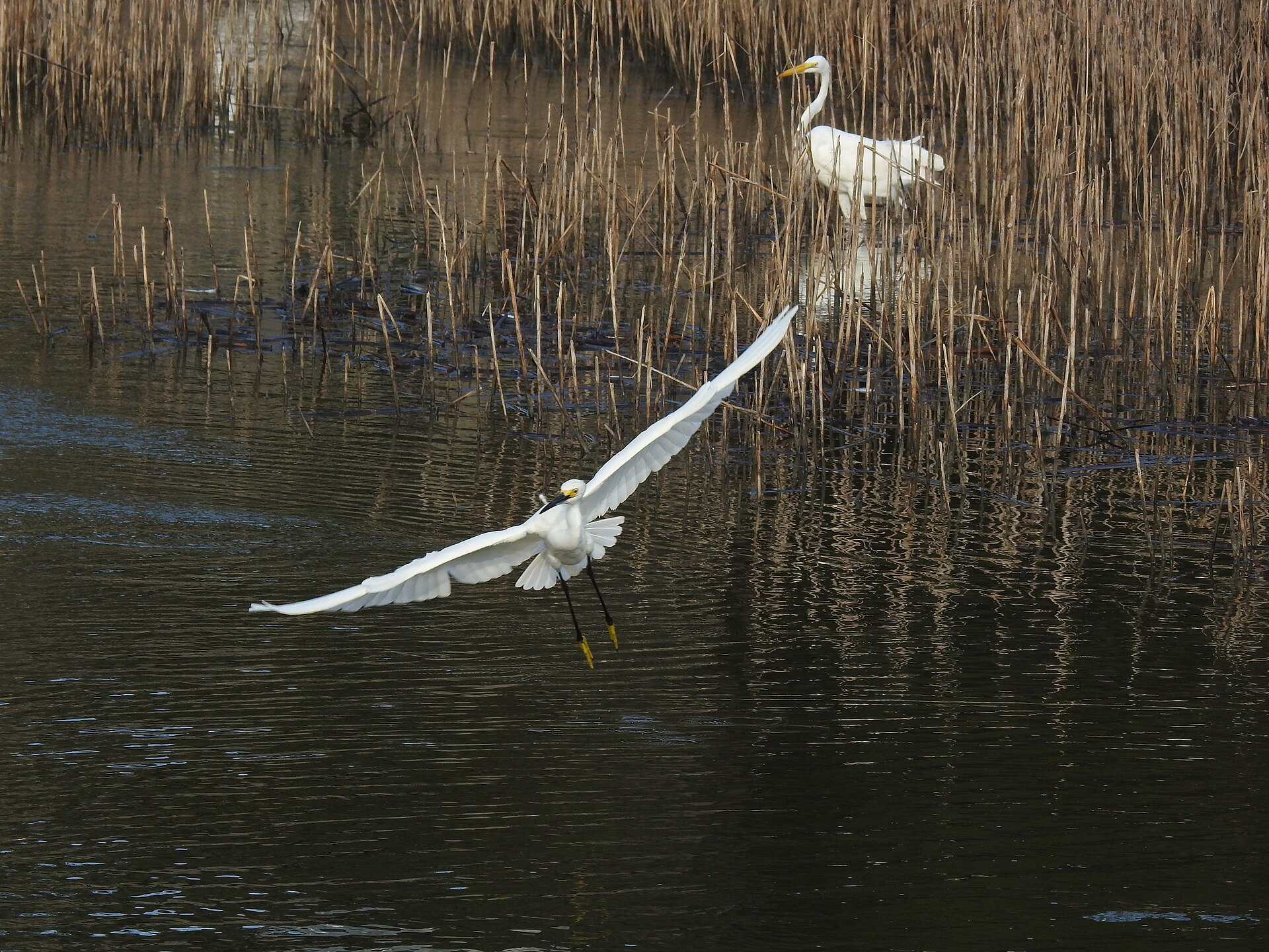 Egrets in flight over a North Carolina marsh